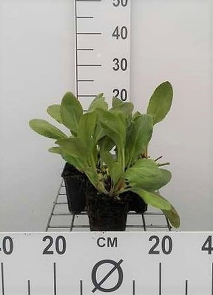 6x Bergenia - Bergenia hybr. 'Bressingham White' | 9x9 cm pot