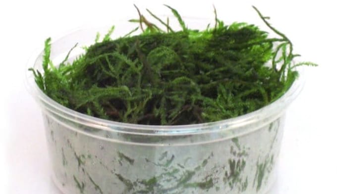 Moerings Vesicularia dubyana (javamos) in 80 cc cup