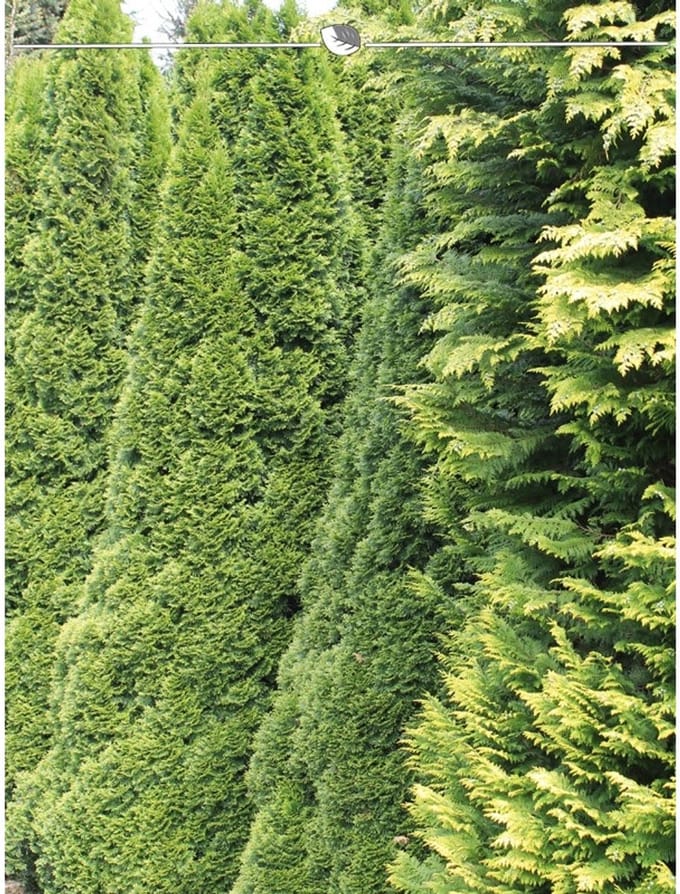 Westerse Levensboom Thuja Smaragd 180-200 cm in Pot, 20x Haagplant