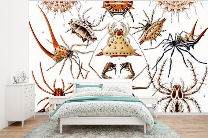 Behang - Fotobehang Retro - Spin - Ernst Haeckel - Spinnen - Breedte 350 cm x hoogte 260 cm