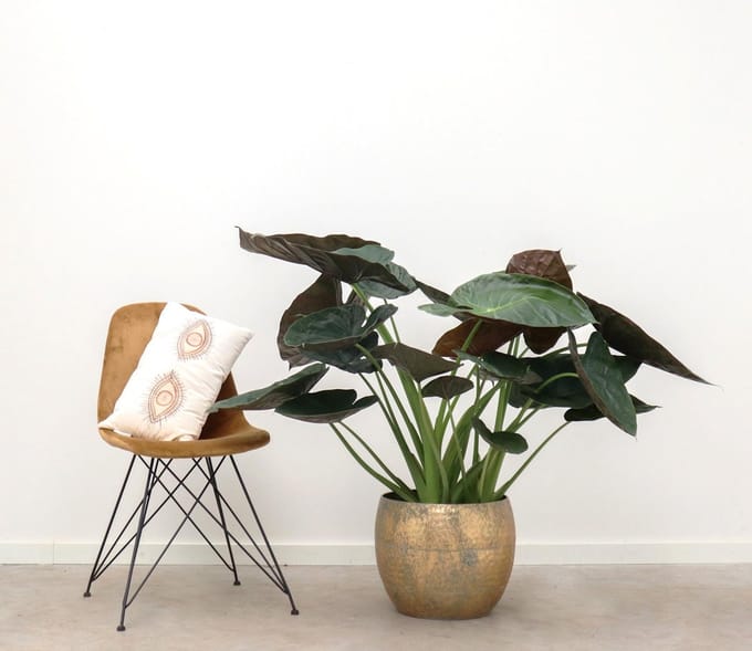 Alocasia Wentii - 80cm