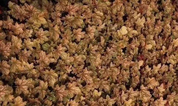 6x Purperklokje - Heuchera hybr. 'Ginger Ale' | 9x9 cm pot