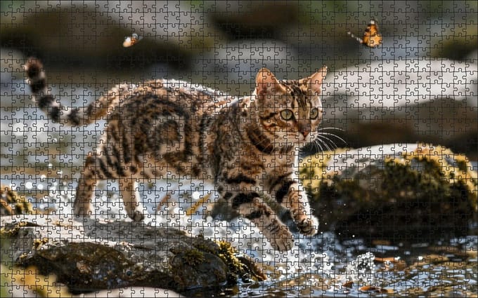 Puzzel Bengaalse kat in het water | 1000 stukjes | Dierenpuzzel | Kattenpuzzel