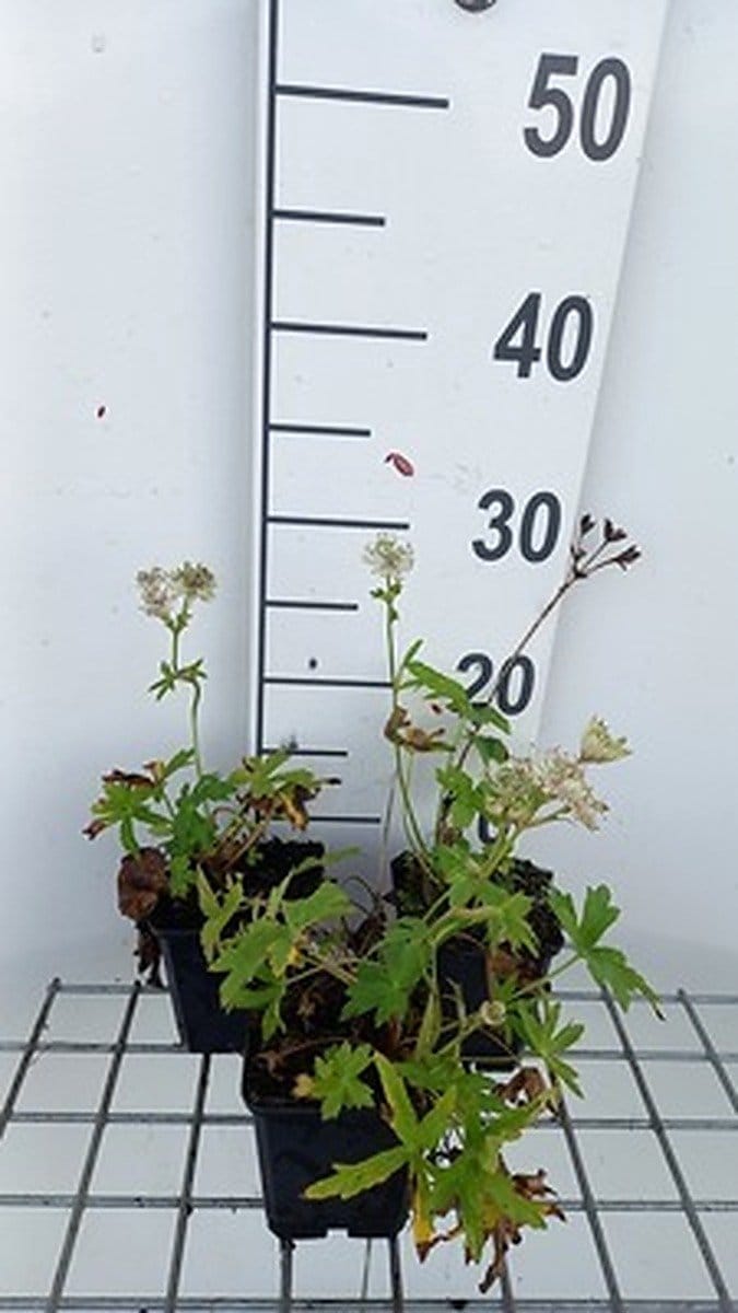 6x Zeeuws knoopje - Astrantia maj. 'Snowstar'® | 9x9 cm pot