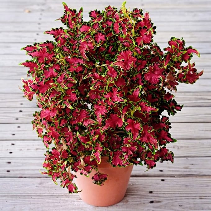 Coleus x Blumei Colocha Rose 10 pillen
