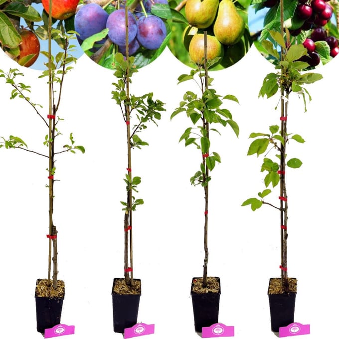 Set van 4 fruitbomen - 1 Appel, 1 Peer, 1 Kers, 1 Pruim - Hoogte 70/100cm - 11cm pot - Mix A