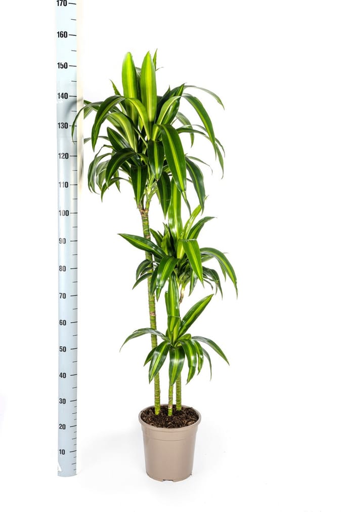 Dracaena Deremensis Hawaiian Sunshine Ø24cm - 140cm