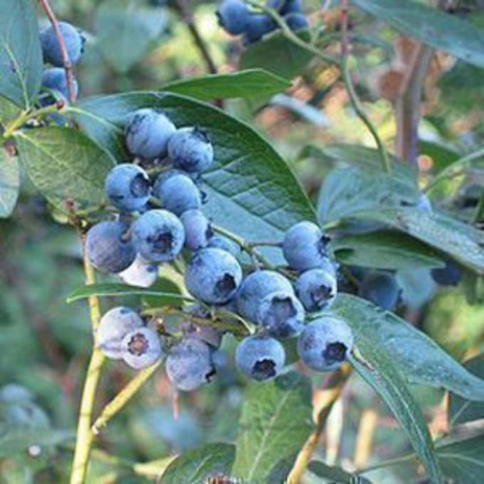 Vaccinium cor. 'Bluecrop'- 30-40 cm in pot