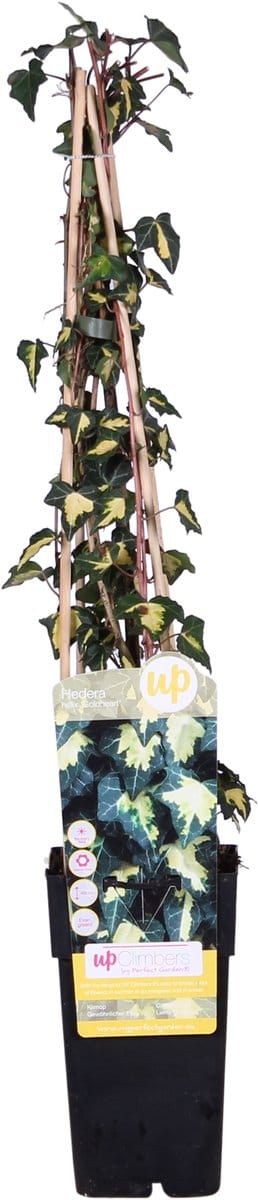 4x - Hedera helix 'Goldheart' - ↨65cm - Ø15