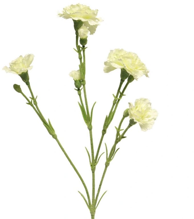 Erutan avon - Dianthus Charly cream 62 cm