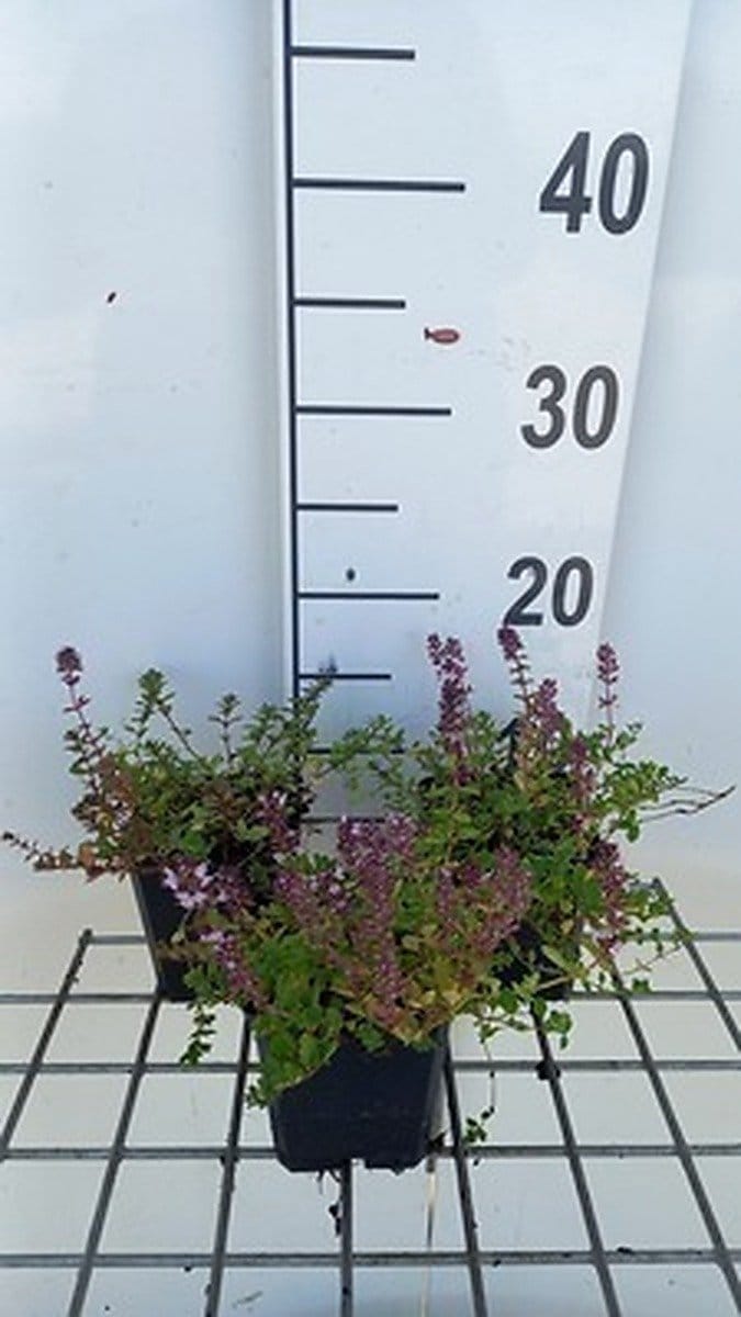 6x Kruiptijm - Thymus pulegioides | 9x9 cm pot