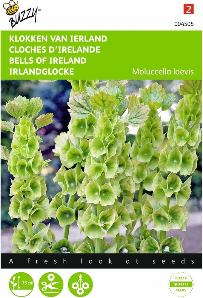 2 stuks - Buzzy - Molucella Groene Bel Achtige Bloemen