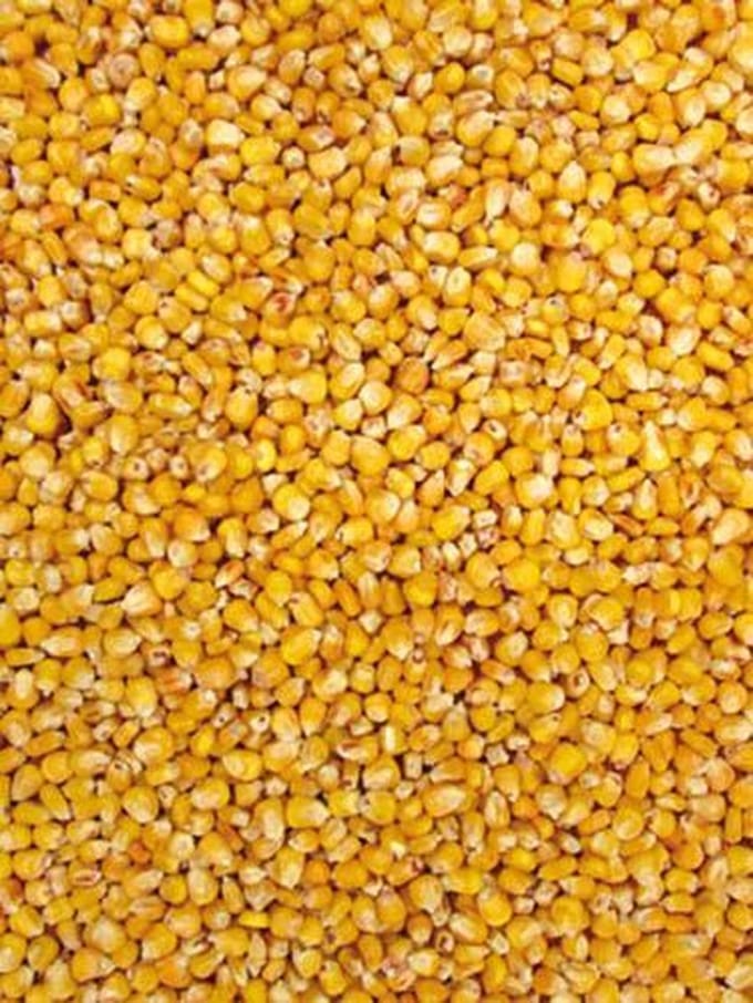 Tijssen goed voor dieren Mais Franse Heel 5Kg