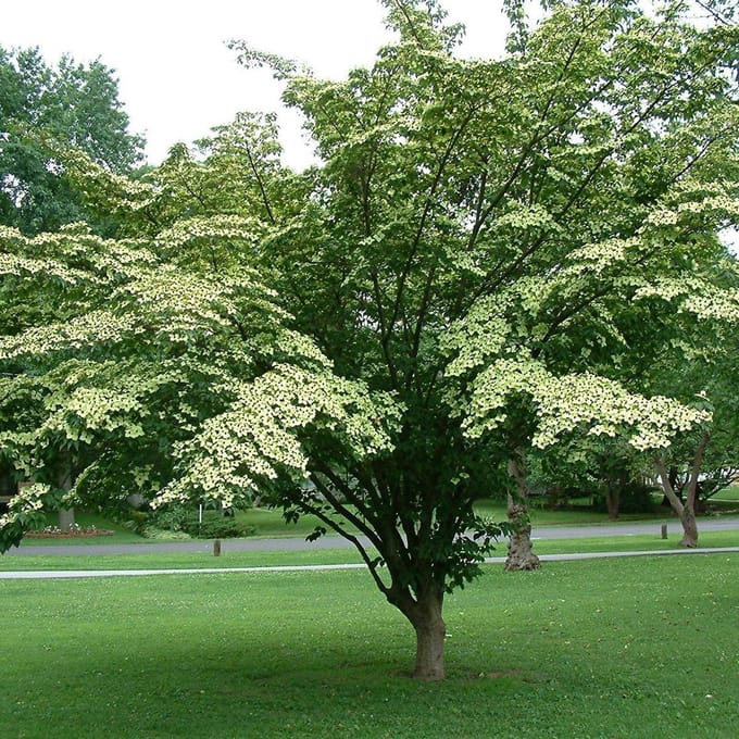 Cornus Kousa - Kornoelje 50-60 cm in pot