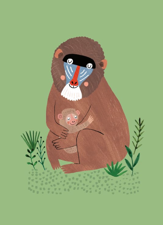 Petit Monkey ansichtkaart Mandril and cub