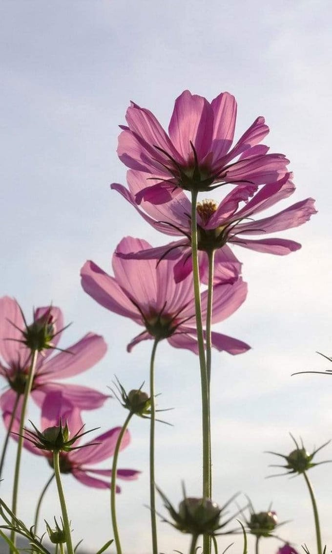 Fotobehang - Cosmos Flowers 150x250cm - Vliesbehang