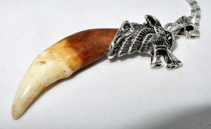 Natuurlijke Wolf Hoektand in zilver Hanger
