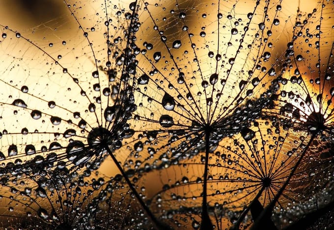Fotobehang Dandelion | XL - 208cm x 146cm | 130g/m2 Vlies