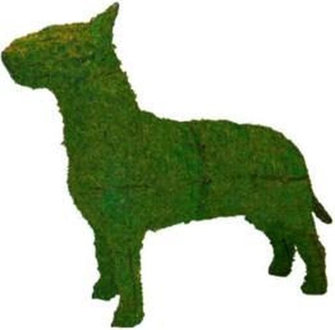 Hond Bulterrier - Mos