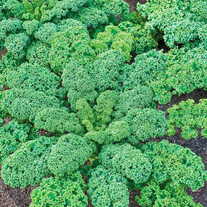 Sluis Garden - Boerenkool Halfhoge groen gekrulde