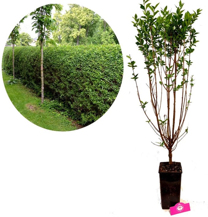 Ligustrum ovalifolium - Ligusterhaag - 3 liter pot