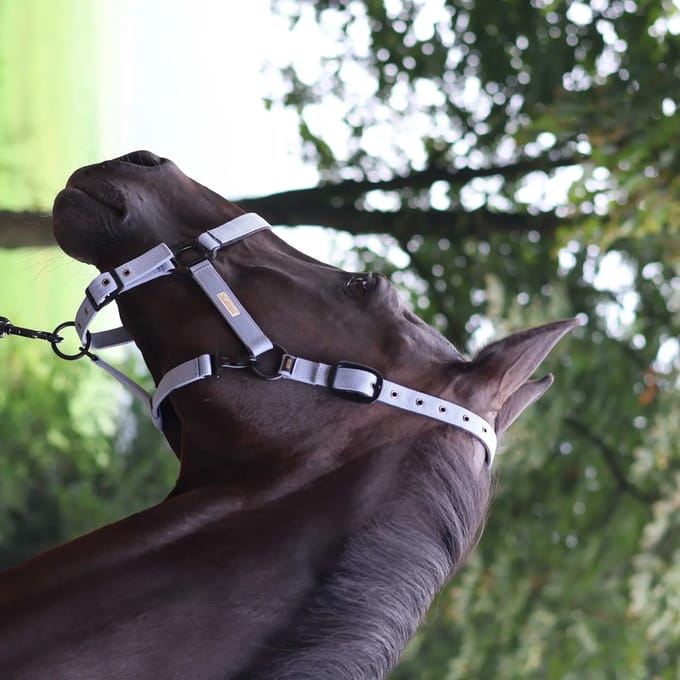 Halster voor paarden Lami-Cell Midnight