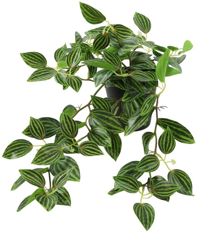 Kunstplant Peperomia groen H23cm