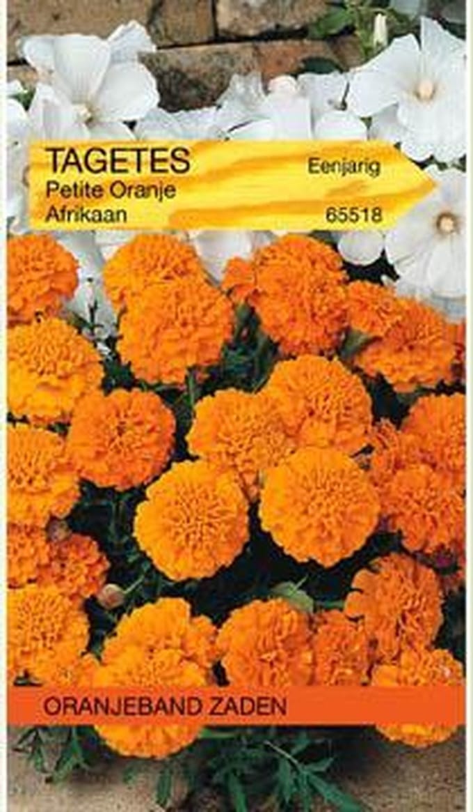 Tagetes, Afrikaan Petite Orange