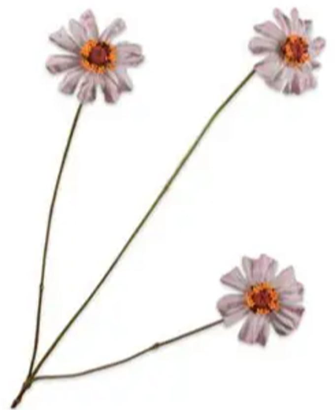 Zinnia tak mauve 64 cm