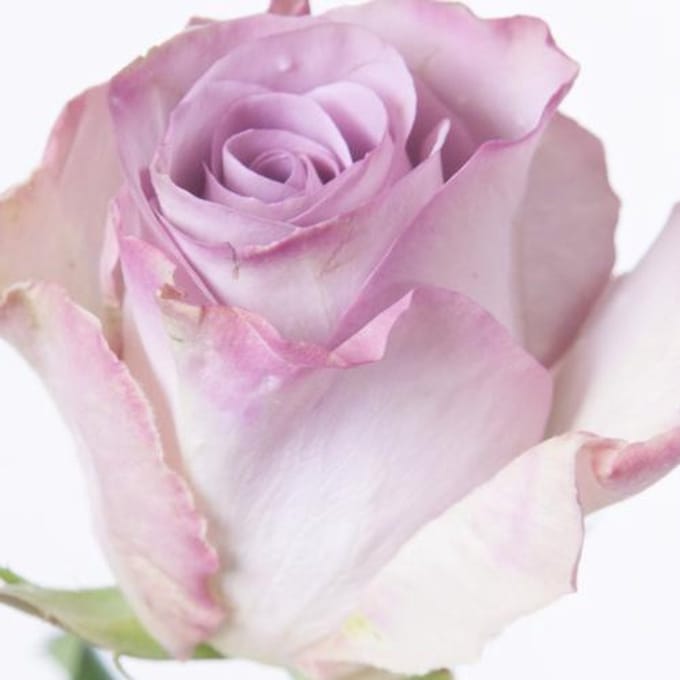 10x Rosa memory lane! 40cm