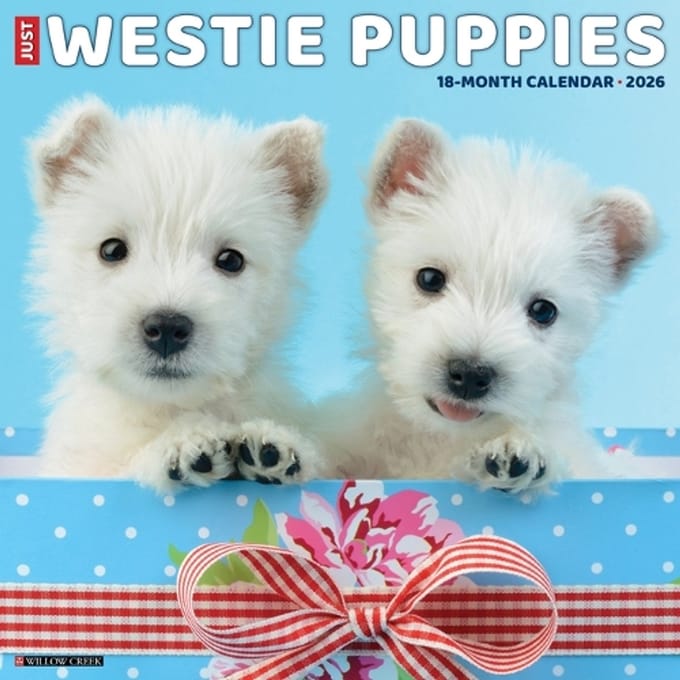 West Highland White Terrier Puppies Kalender 2026