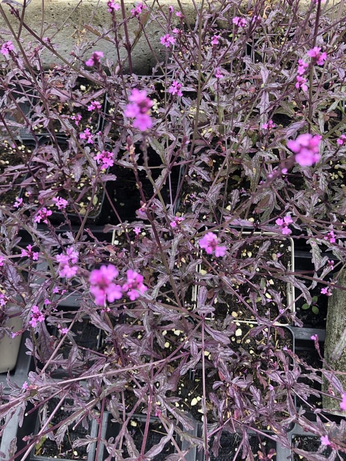 6x verbena - Verbena officinalis bampton | 9x9 cm pot