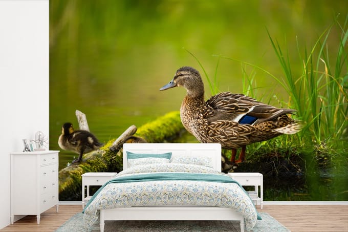 Behang - Fotobehang Eend - Vogels - Water - Tak - Mos - Breedte 600 cm x hoogte 400 cm