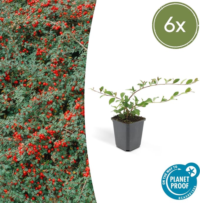 Cotoneaster dammeri P9 10/25 6x