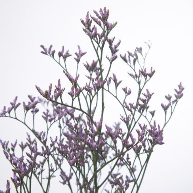 25x Lim.safora lilac 80cm