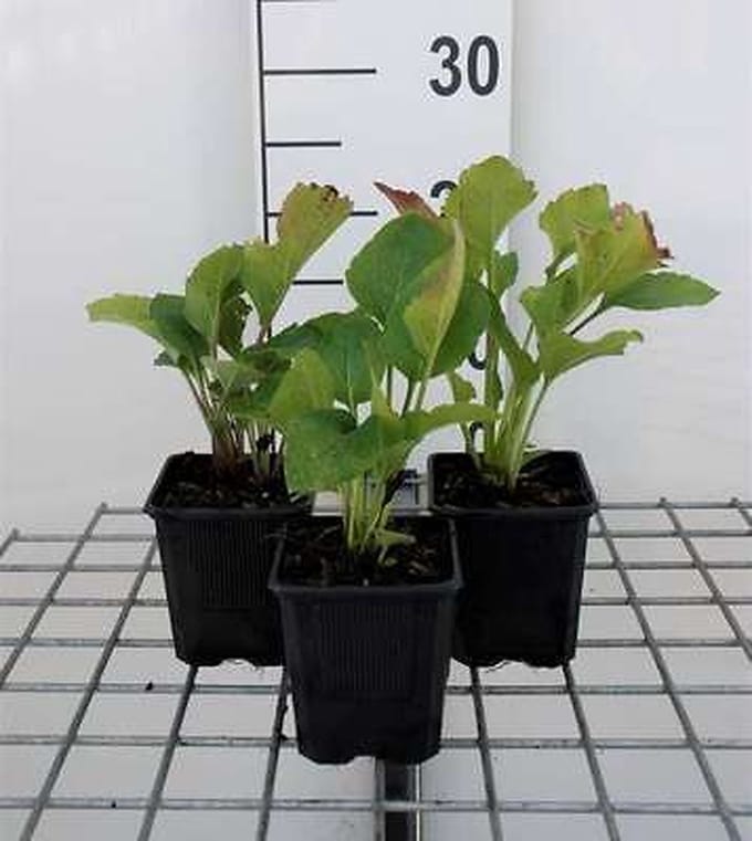 6x Zonnehoed - Rudbeckia occ. 'Green Wizard' | 9x9 cm pot