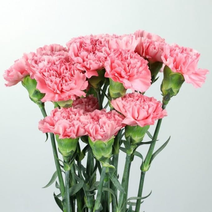 20 roze anjers