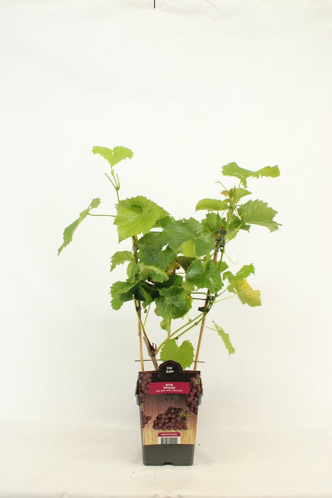 Rode Druif - Vitis vinifera 'Spulga' - op Rek - hoogte 60 - 70 cm