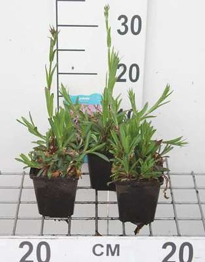 6x cuculi - Koekoeksbloem - Lychnis flos | 9x9 cm pot