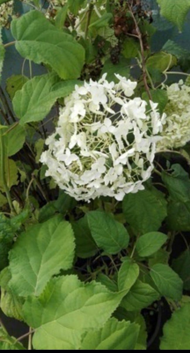Hydrangea arb. 'Annabelle' - Annabelle, Sneeuwbal Hortensia 60- 80 cm in pot