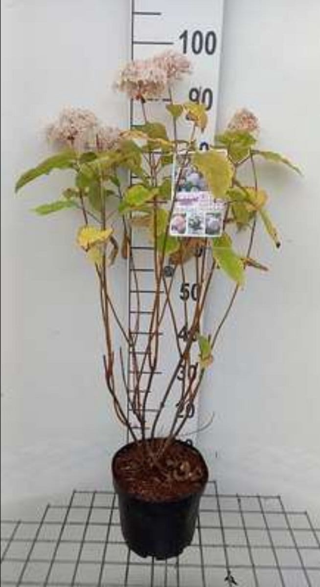 2 x Hydrangea arb. 'Candybelle Bubblegum'® - Sneeuwbal Hortensia 40- 50 cm in pot