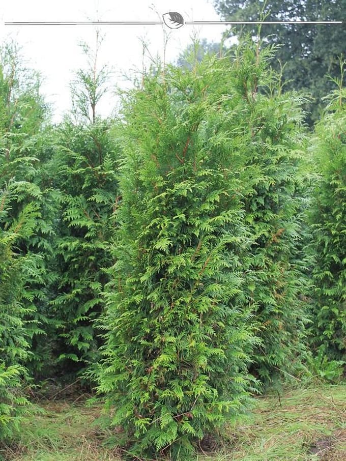 Levensboom Thuja plicata Atrovirens 120-140 cm, 80x Haagplant