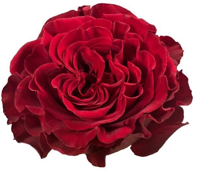 25x Rosa hearts 50cm