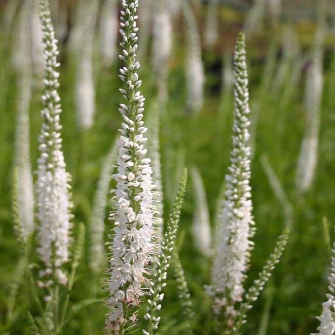 6 x Veronica Longifolia 'Schneeriesin' - Langbladige Ereprijs pot 9x9cm