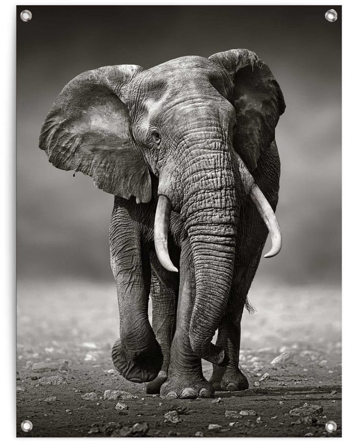 Tuinposter Wandelende olifant - 80 x 60 - Canvas - REINDERS
