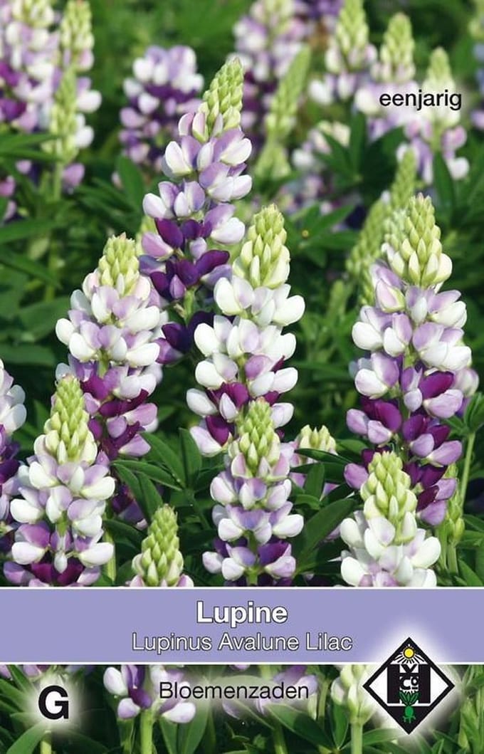 2 stuks Van Hemert & Co Lupinus avalune lilac