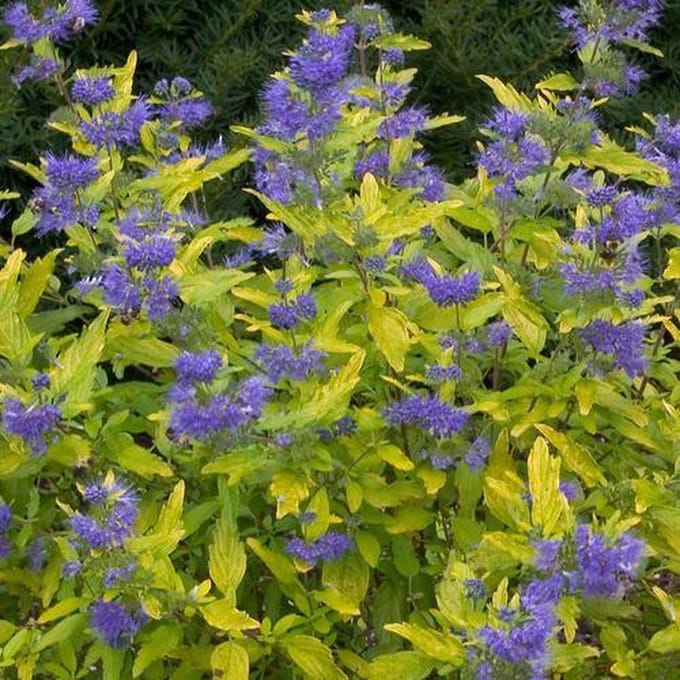Caryopteris Incana Sunshine Blue  - Blauwe spirea 25-30 cm pot
