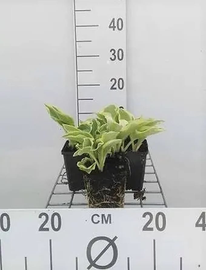6x Funkia - Hosta hybr. 'Wide Brim' | 9x9 cm pot
