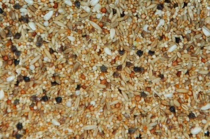 Wielink Agaporniden 20KG