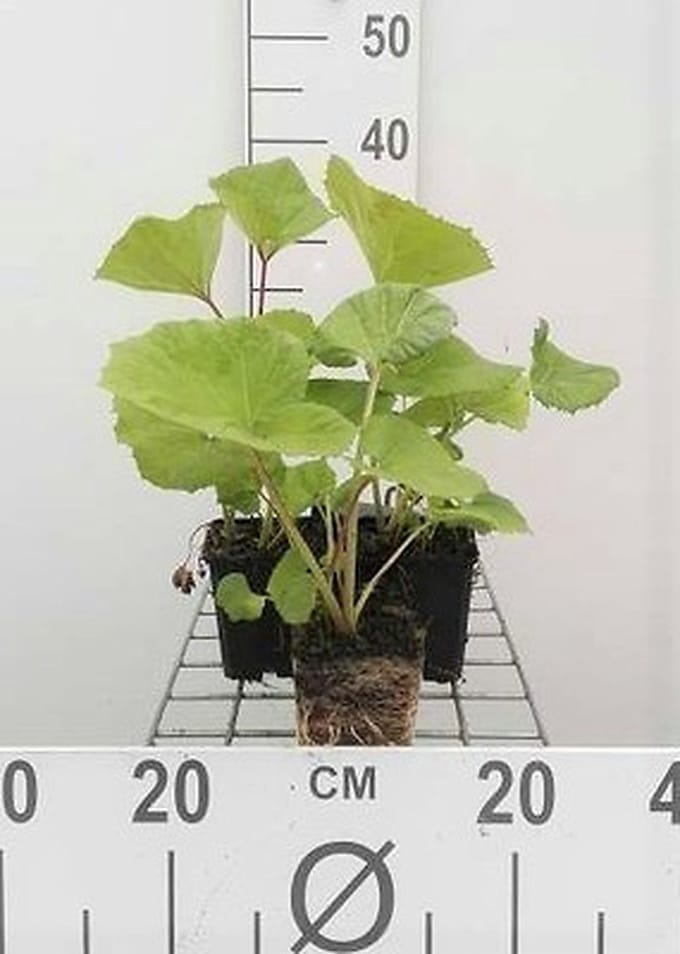 6x Groot Hoefblad - Petasites hybridus (officinalis) | 9x9 cm pot